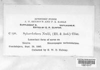 Sporisorium nealii image